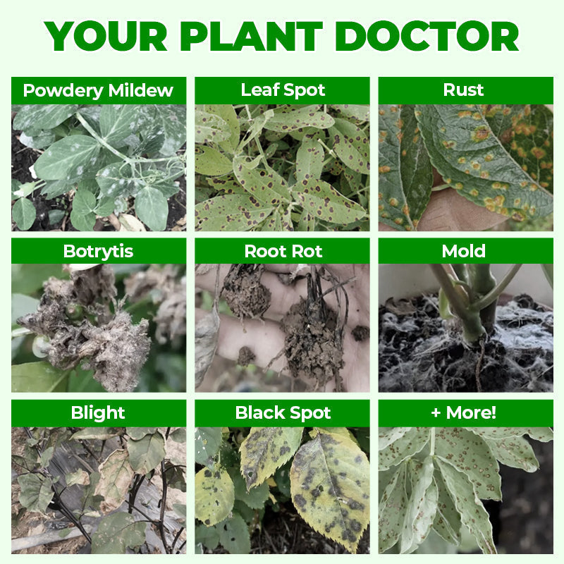 🎁 Year-End 50% Off Sale🔥All-in-One Plant Regeneration Concentrate