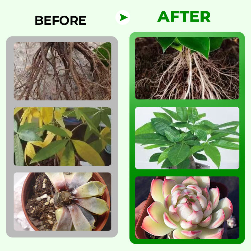 🎁 Year-End 50% Off Sale🔥All-in-One Plant Regeneration Concentrate