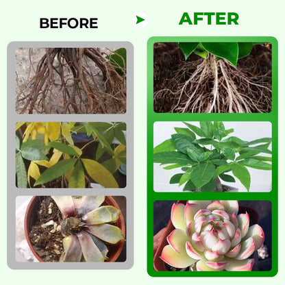 🎁 Year-End 50% Off Sale🔥All-in-One Plant Regeneration Concentrate