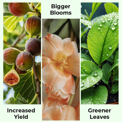 🎁 Year-End 50% Off Sale🔥All-in-One Plant Regeneration Concentrate