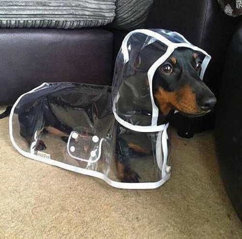 🔥Hot Sale 49% Off🔥Transparent Raincoat For Dog